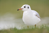 Image. Black-headed Gull