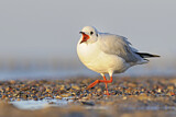 Image. Black-headed Gull