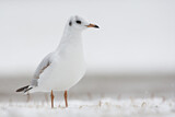 Image. Black-headed Gull