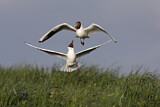 Image. Black-headed Gull