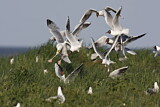 Image. Black-headed Gull
