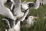 Image. Black-headed Gull