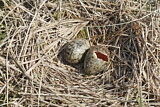 Image. Black-headed Gull