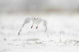 Image. Black-headed Gull