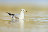 Image. Black-headed Gull