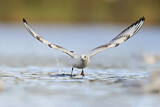 Image. Black-headed Gull