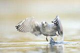 Image. Black-headed Gull