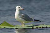 Image. Black-headed Gull