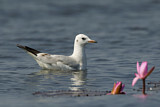 Image. Black-headed Gull
