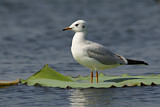 Image. Black-headed Gull