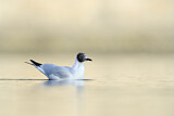 Image. Black-headed Gull