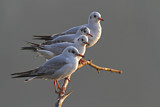 Image. Black-headed Gull