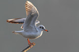 Image. Black-headed Gull