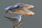 Image. Black-headed Gull