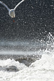 Image. Black-headed Gull