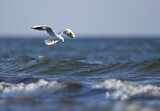 Image. Black-headed Gull