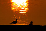 Image. Black-headed Gull