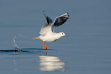 Image. Black-headed Gull