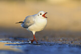 Image. Black-headed Gull