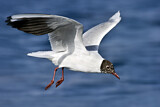 Image. Black-headed Gull