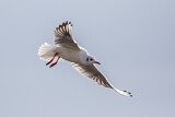 Image. Black-headed Gull