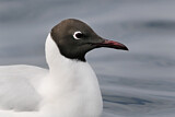 Image. Black-headed Gull