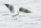Image. Black-headed Gull