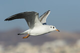 Image. Black-headed Gull