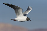 Image. Black-headed Gull