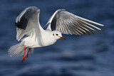 Image. Black-headed Gull