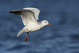 Image. Black-headed Gull
