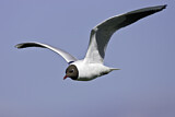Image. Black-headed Gull