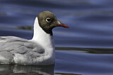 Image. Black-headed Gull