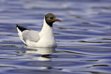 Image. Black-headed Gull