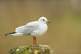 Image. Black-headed Gull