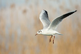 Image. Black-headed Gull