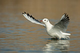 Image. Black-headed Gull
