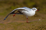 Image. Black-headed Gull