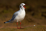Image. Black-headed Gull