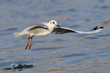 Image. Black-headed Gull