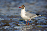 Image. Black-headed Gull