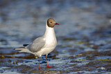 Image. Black-headed Gull