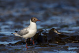 Image. Black-headed Gull