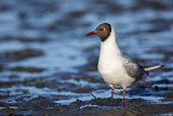 Image. Black-headed Gull