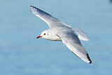Image. Black-headed Gull