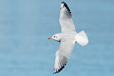 Image. Black-headed Gull