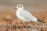 Image. Black-headed Gull