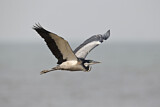 Image. Black-headed Heron