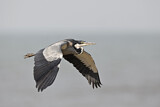 Image. Black-headed Heron