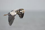 Image. Black-headed Heron